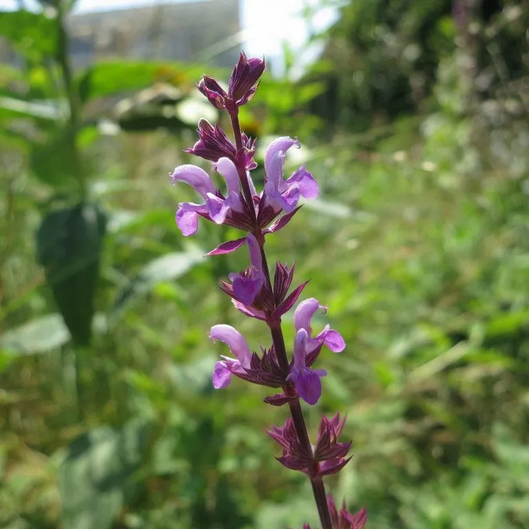 EVERBLOOMING SALVIA (SALVIA PERENNIAL)