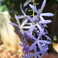 Everblooming Sand Paper (Petrea Volubilis)