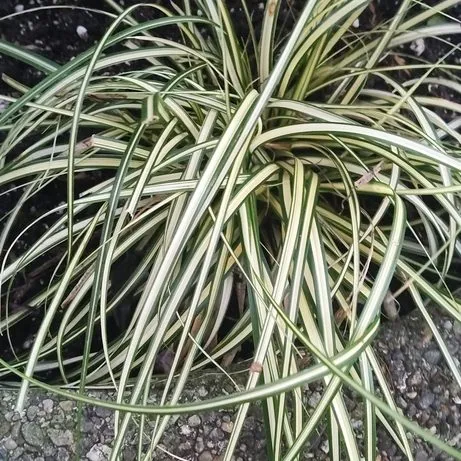 Evergold Sedge (Carex Evergold)