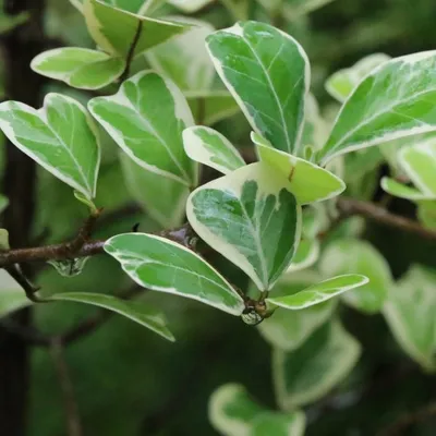 Ficus Triangular (Ficus Triangularis Variegated)