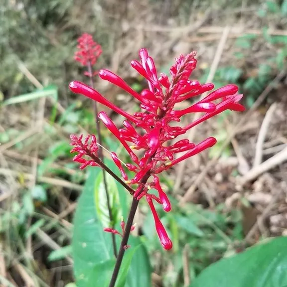 Fire Spike (Odontonema Stricturm)