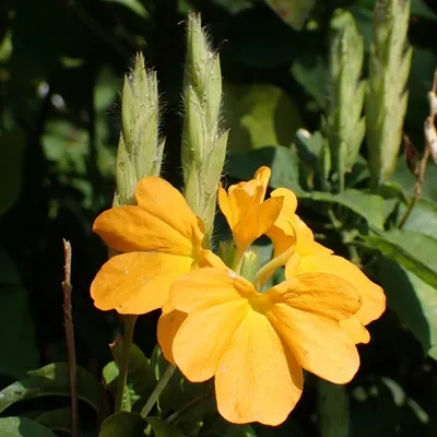 Firecracker Flower (Crossandra infundibuliformis)