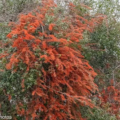 Flame of the forest vine (Combretum Microphyllum)