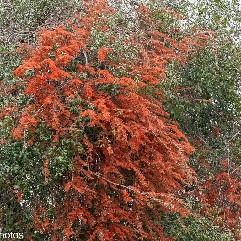 Flame of the forest vine (Combretum Microphyllum)