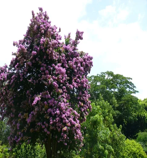 Tree Bougainvillea (Bougainvillea Arborea) - Kagazi Phool