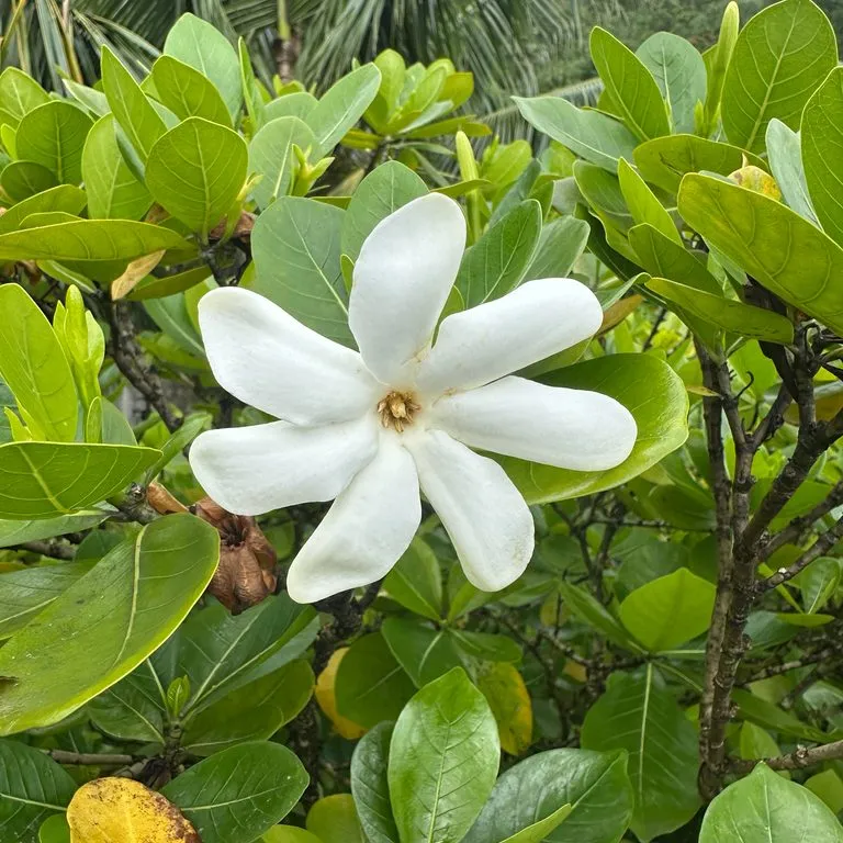 Gardenia Taitensis Heaven Scent (Heaven's Scent Gardenia)