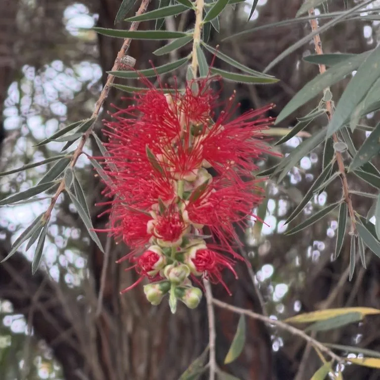 Gold Tipped Bottle Brush (Callistemon polandii)