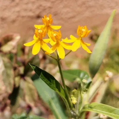 Golden Milkweed (Asclepias Silky Gold)