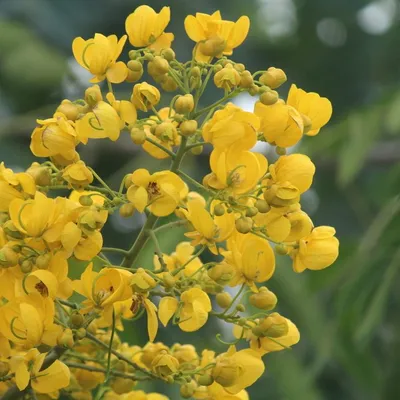 Golden Wonder Tree (Cassia Spectabilis)