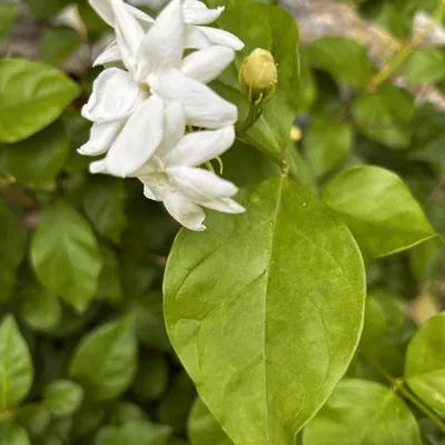 Grand duke of tuscany supreme (Jasminum Sambac Grand Duke)