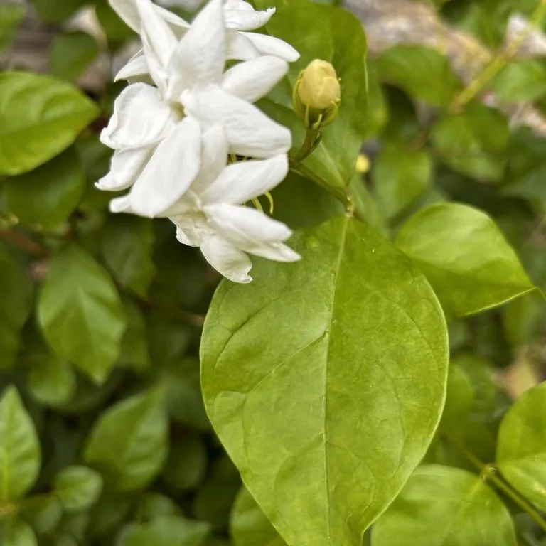 Grand duke of tuscany supreme (Jasminum Sambac Grand Duke)