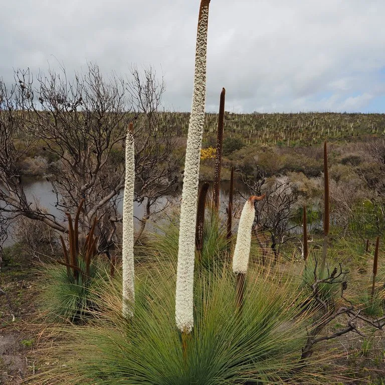 Grass Tree (Xanthorhea Grass tree)