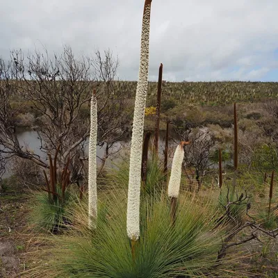 Grass Tree (Xanthorhea Grass tree)