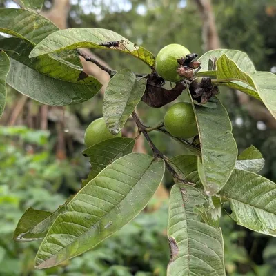 Guava Columbian Red (Pisidum Guajava)