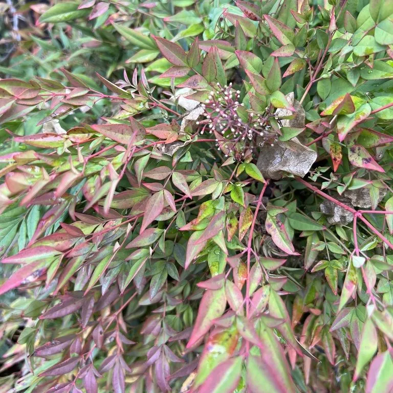 Heavenly Bamboo (Nandina Domestica Fire Power)