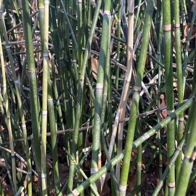 Horsetail Grass (Equiestum Hymale)