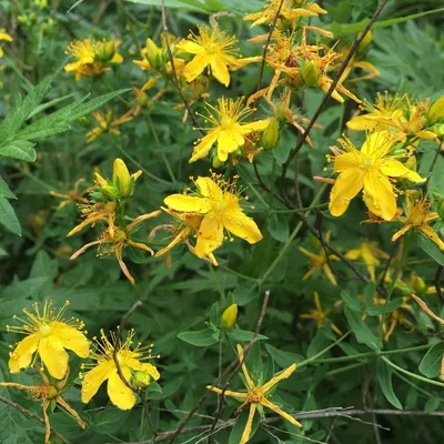 Hypericum Sp (St Johns Wort)