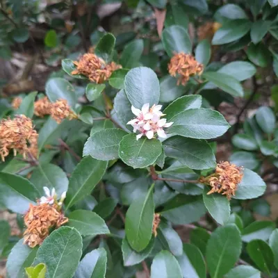 Indian Hawthorn (Rhaphiolepis Indica)