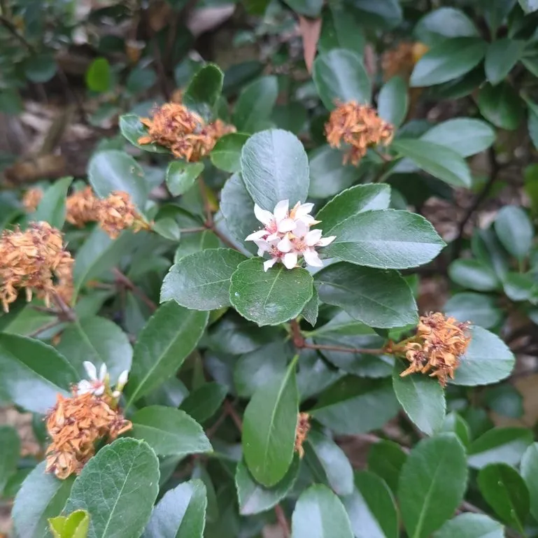 Indian Hawthorn (Rhaphiolepis Indica)