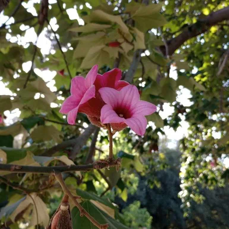 Karajong Tree (Brachychiton Discolor)