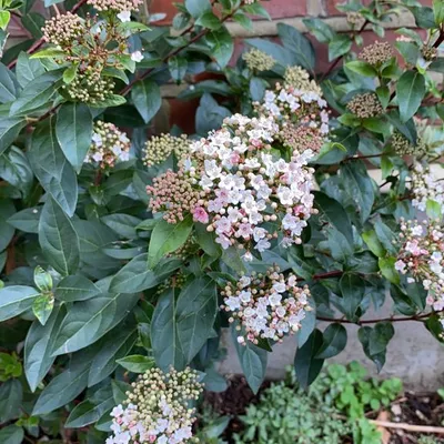 Laurustine (Viburnum Tinus)