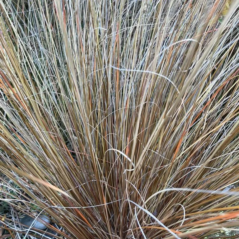 Leatherleaf Sedge (Carex Buchanani)