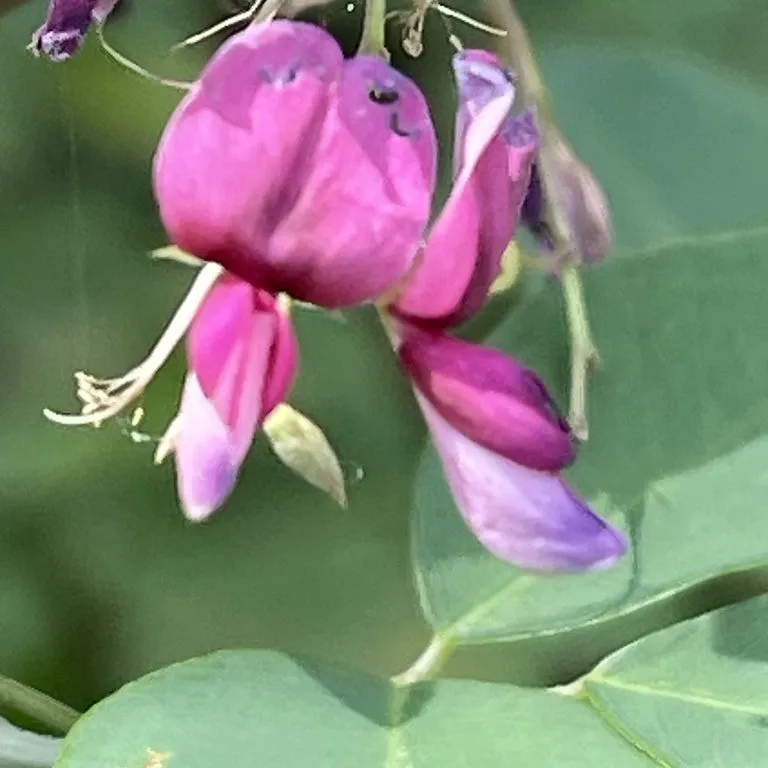 Lespedeza (Lepedeza Bicolor)