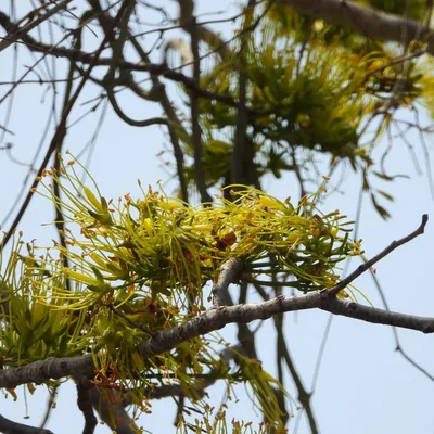 Madagaskar Flamboyant Tree (Delonix Floribunda)