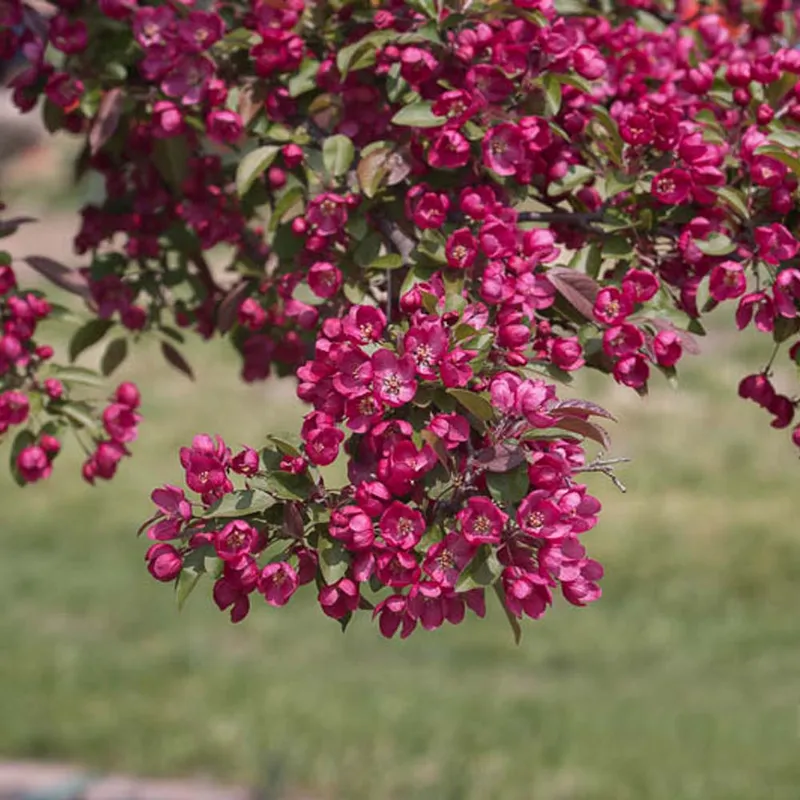 Crabapple (Malus Domestica Prairiefire) - Saib