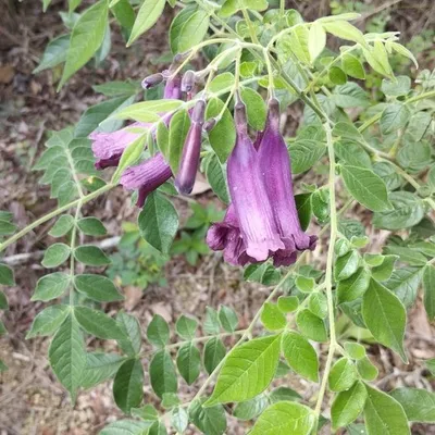 Maroon Jacaranda (Jacaranda Jasminoides)