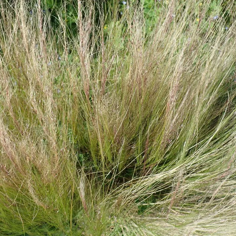 Mexican Feather Grass (Stipa Tenuissima)