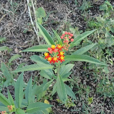 Milkweed (Asclepias Currasavica)