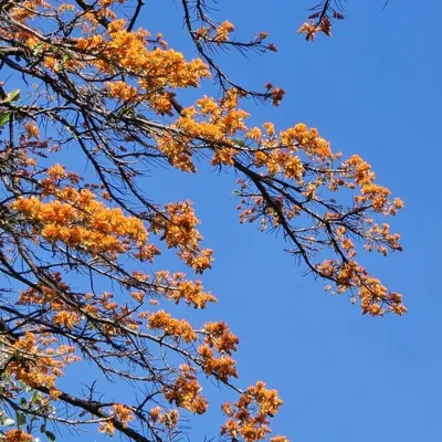 Mountain Immortelle (Erythrina Peoppigiana)