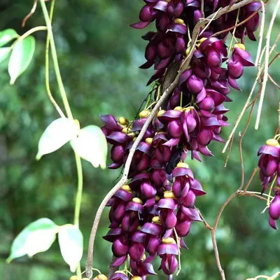 Purple Jade Vine (Mucuna Sempervirens)