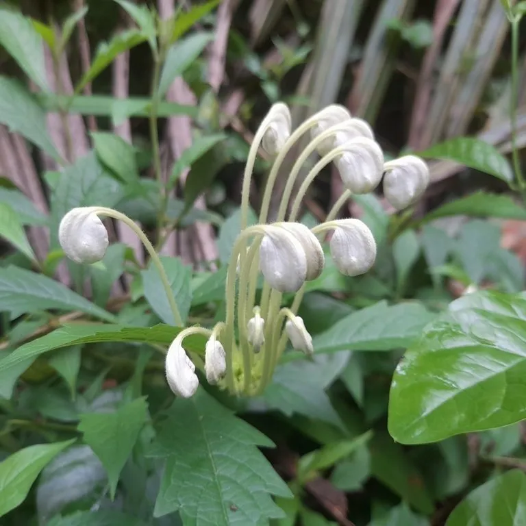 Musical Notes (Clerodendrum Incisum)