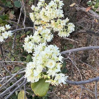 Natal Plum (Dombeya Rotundifolia)
