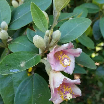 Norfolk Island Tree (Lagunaria Petersonia)