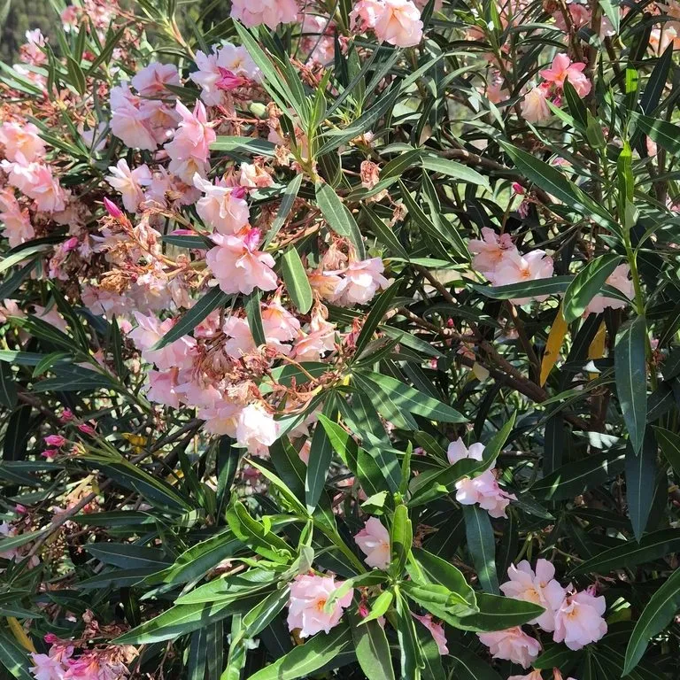 Oleander (Nerium Oleander Aus Jardin)