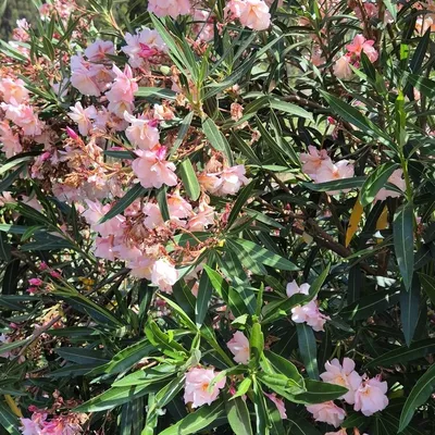 Oleander (Nerium Oleander Aus Jardin)