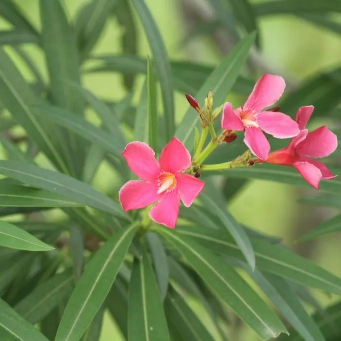 Oleander (Nerium Oleander Dwarf Salmon)
