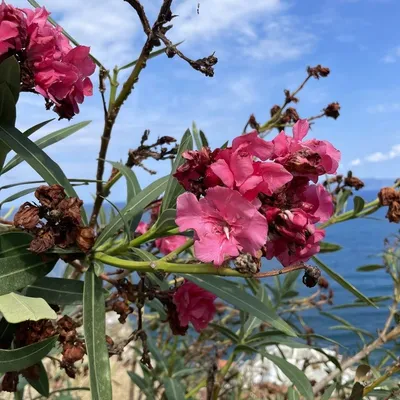 Oleander (Nerium Oleander Hardy Red)
