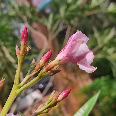 Oleander (Nerium Oleander Petit Pink)