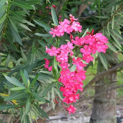 Oleander (Nerium Oleander Pink Dwf)