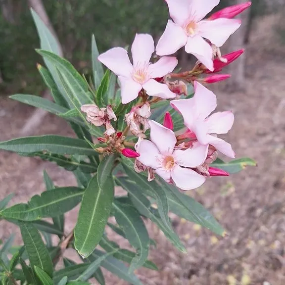 Oleander (Nerium Oleander Standard Pink)