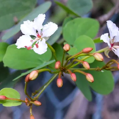 Orchid Vine (Bauhinia Corymbosa)