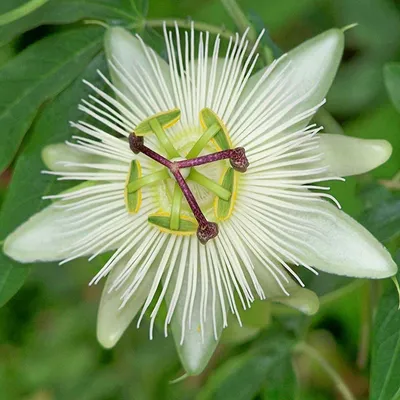 White Passion Flower (Passiflora Constance Elliot) - Krishna Kamal