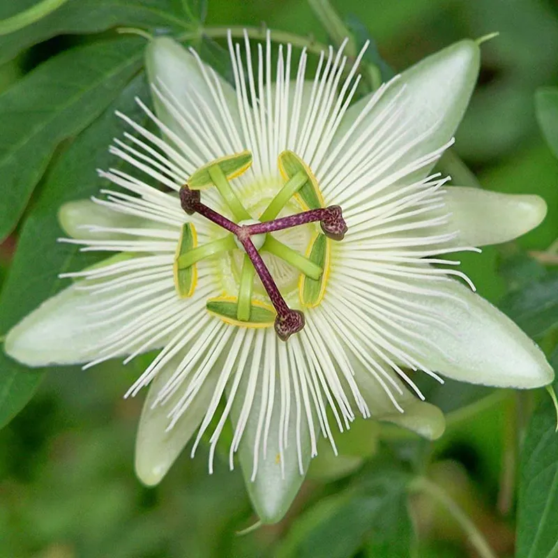White Passion Flower (Passiflora Constance Elliot) - Krishna Kamal
