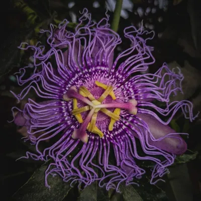 Passion Flower Vine (Passiflora Inspiration)