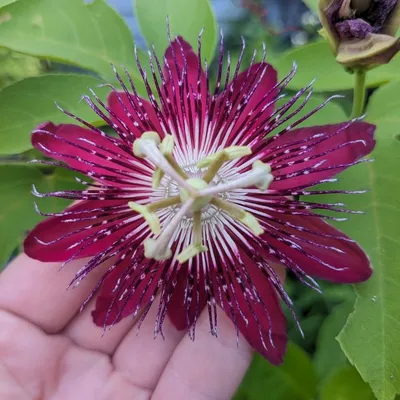 Passion Flower Vine (Passiflora Lady Margaret)