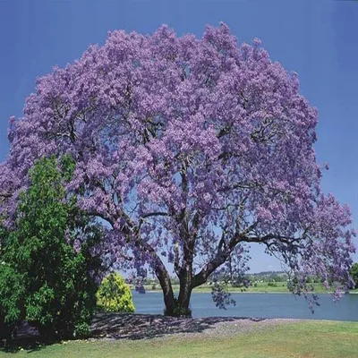Empress Tree (Paulownia Shan Tong) - Shahana Darakht